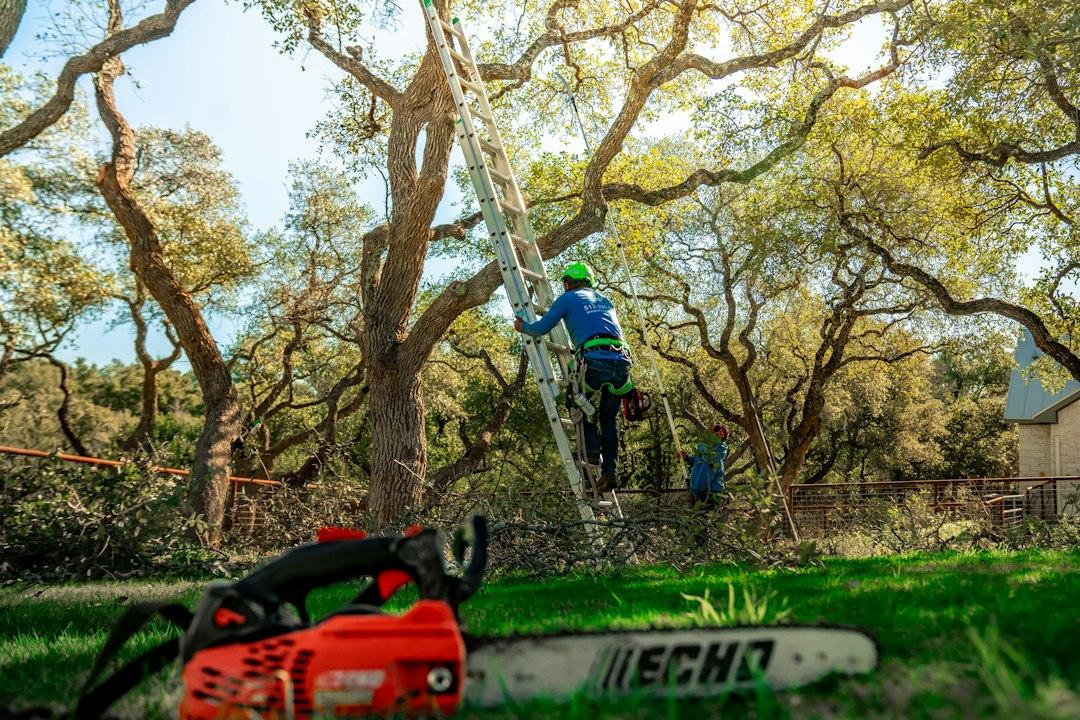 pruning of trees