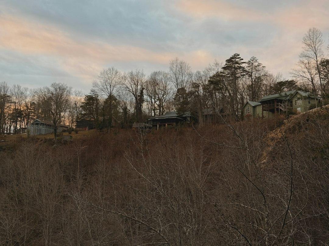 overgrown brush on mountain property
