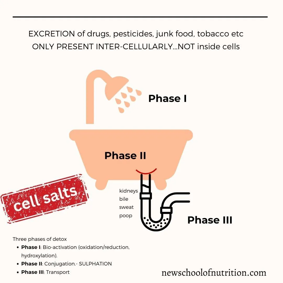 cell salts, tissue salts, dr Khush Mark, calcium, potassium, phosphorus, sodium, periodic table, science, nutrition, nutritional therapist, nutritionist, new school of nutrition detox, phase 2, transport, bath tub, plumbing