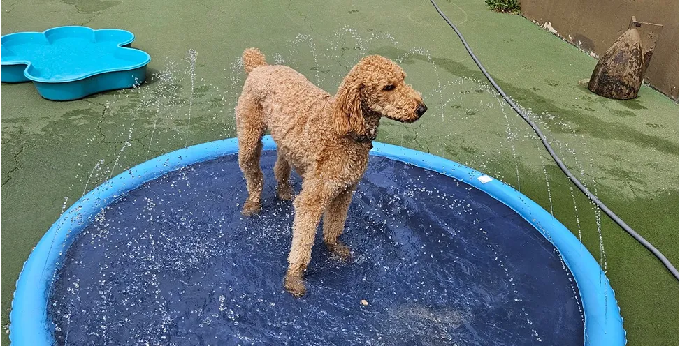 pet boarding facility