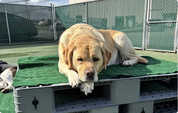 pet boarding & daycare