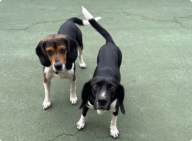 dog play areas