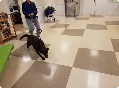 pet kennels