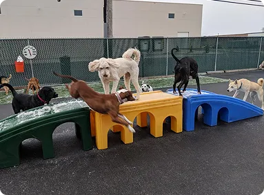 pet sitting areas