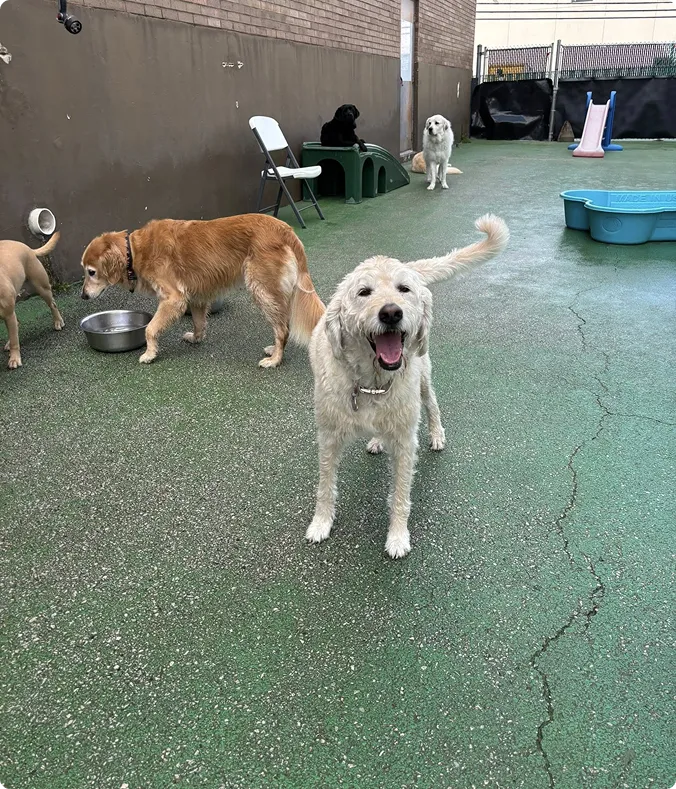 Dog daycare ohio