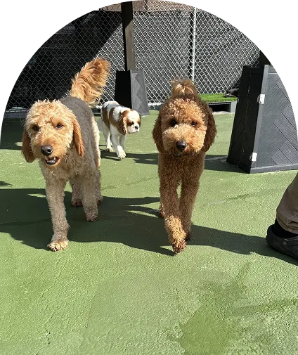 brown dog is sitting