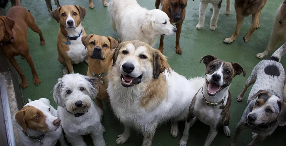 dog daycare in montgomery