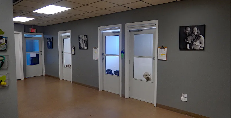 dog daycare in montgomery