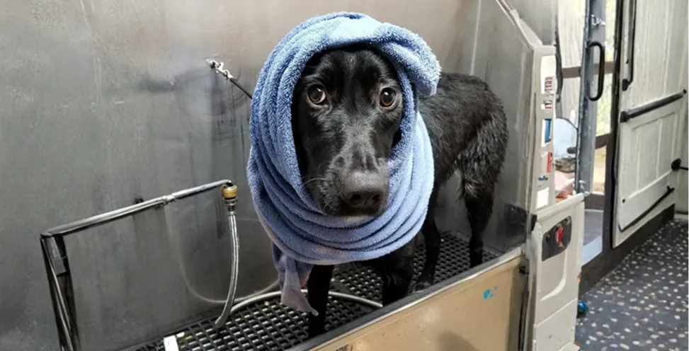dog daycare in montgomery