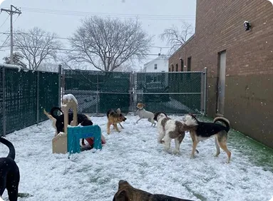 pet kennels