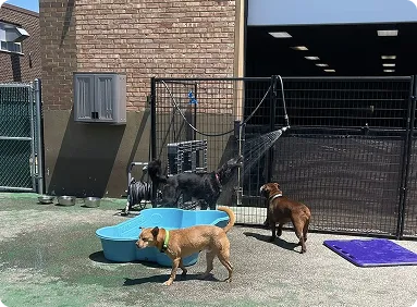 dogs playarea