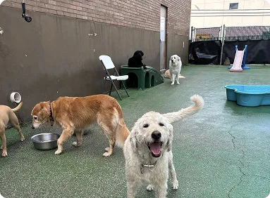 pet sitting