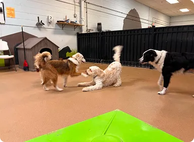 pet kennels