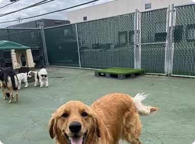 dogs playarea