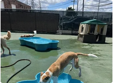 pet sitting