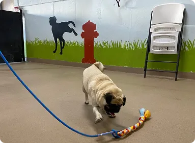 pet sitting areas