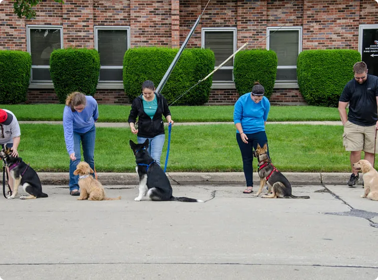basic obedience training