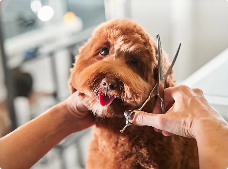 Pet Grooming Services