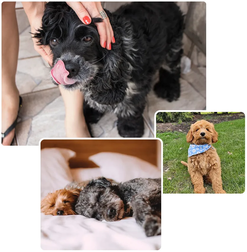lucky dog daycare & boarding