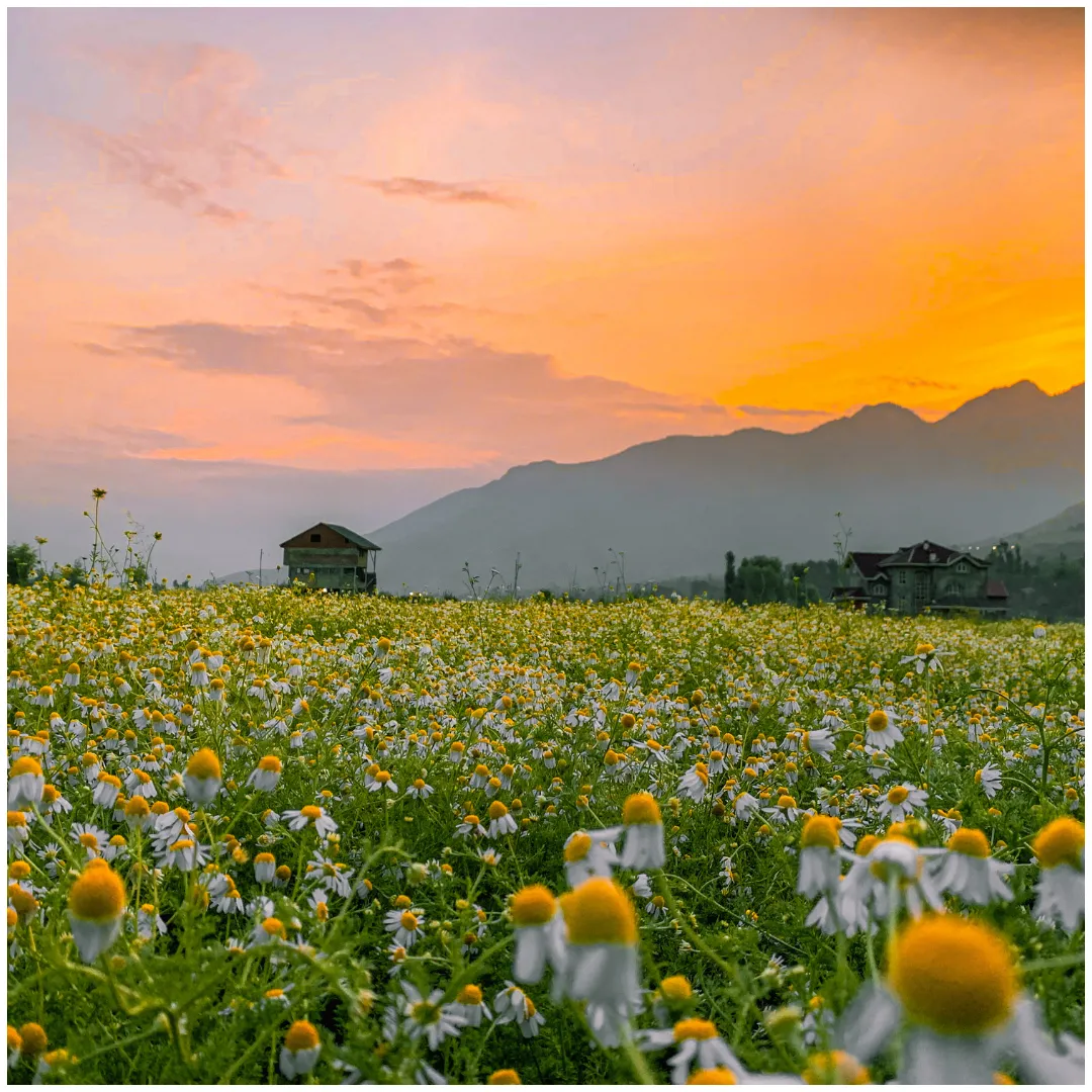 Flower Field