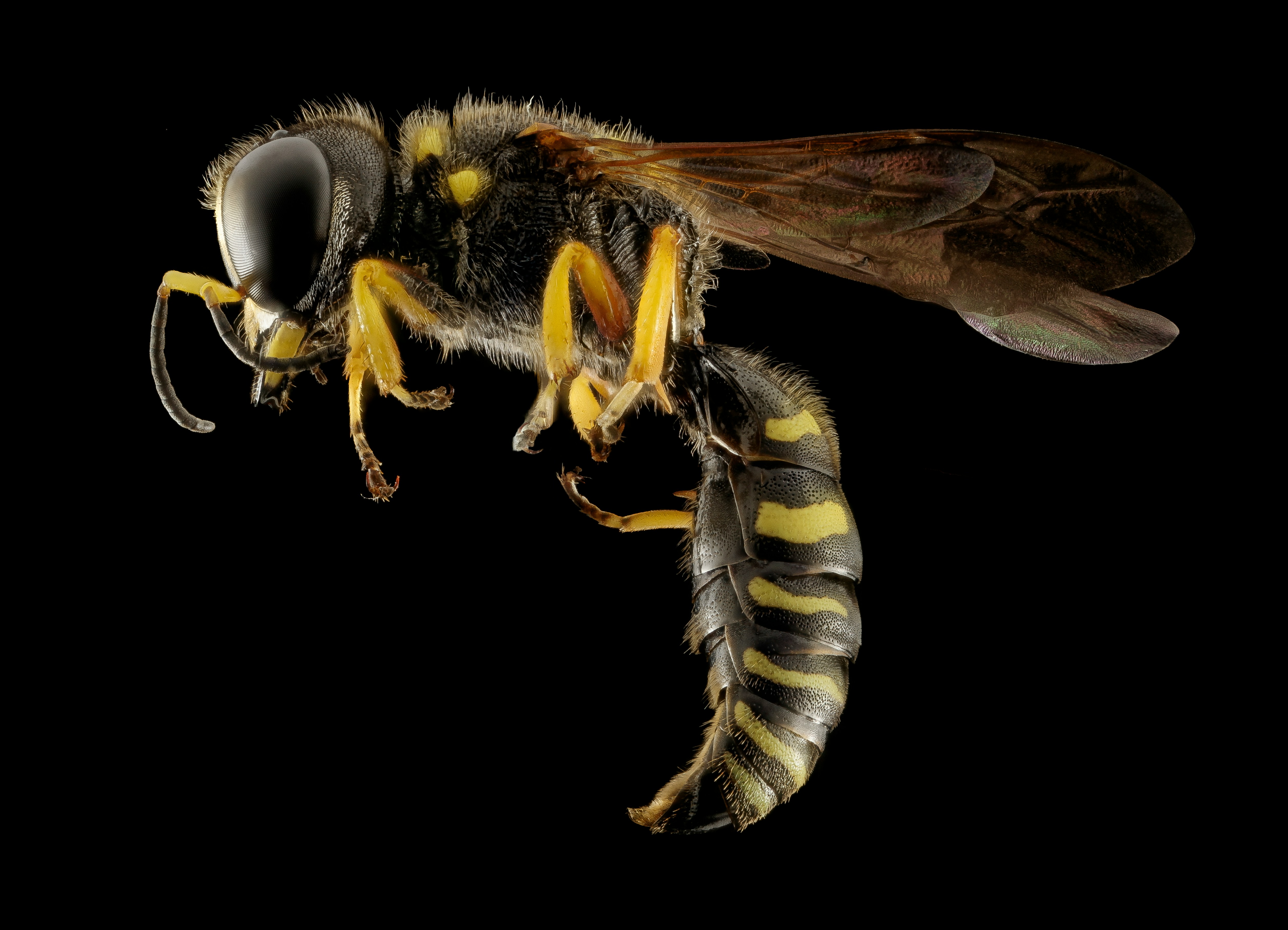 Wasp Removal near me