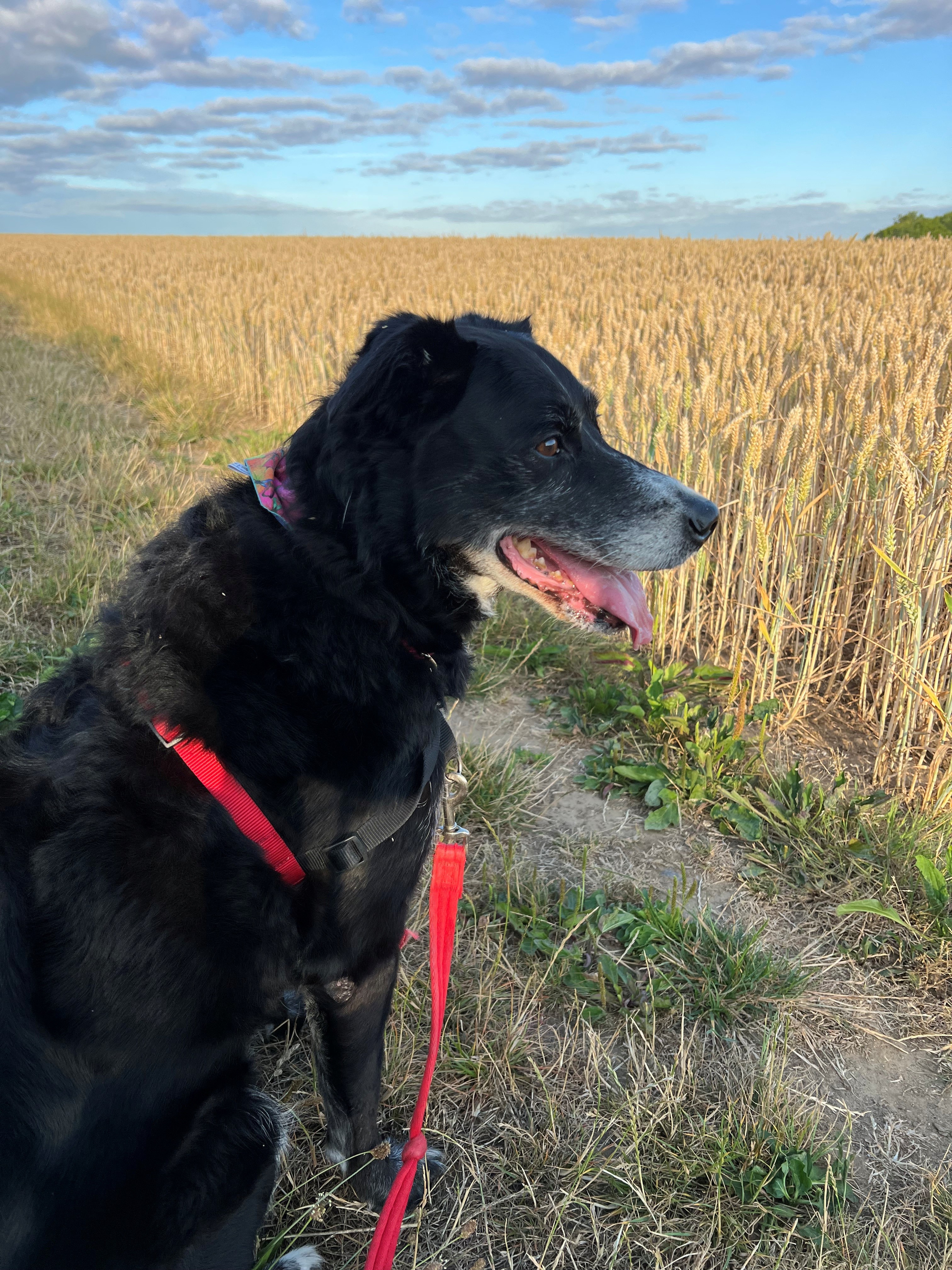 Rosie the Collie Cross standing in the countryside
