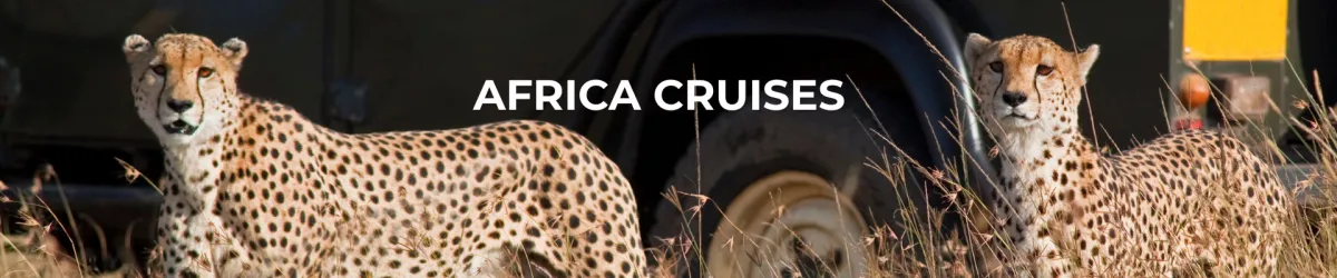 Africa Cruises safari cheetah and big 5 animals