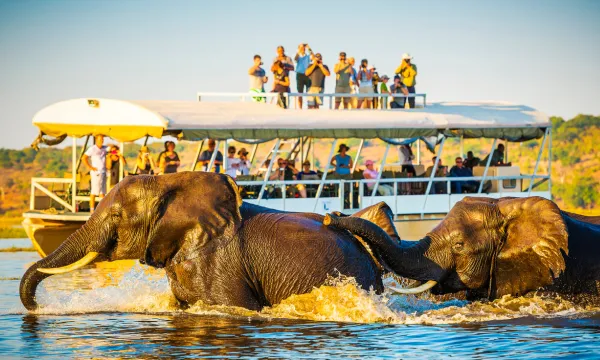 Amazing African cruise - up close with elephants