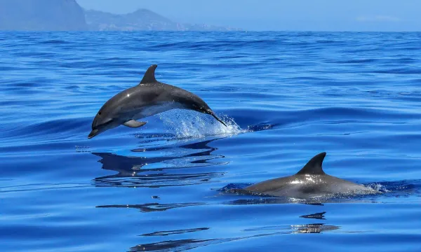 Exclusive Dolphin & Whale Watching Cruise - Africa Cruise - Luxury Sassy Cruises