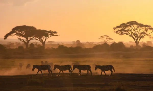 South African Game Reserve - Africa Cruise - Luxury Sassy Cruises
