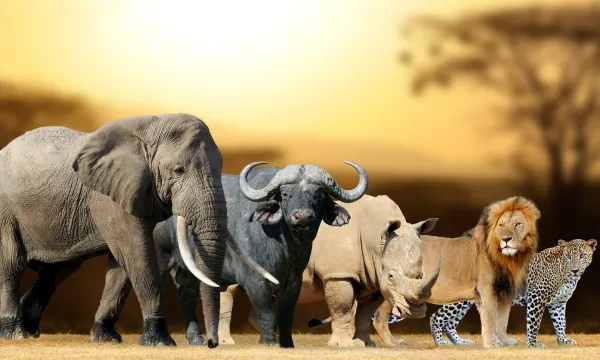 South African Safari Big 5 - Africa Cruise - Luxury Sassy Cruises