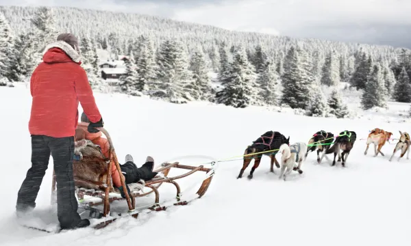 Exclusive dog sledding adventure on a snow-capped glacier