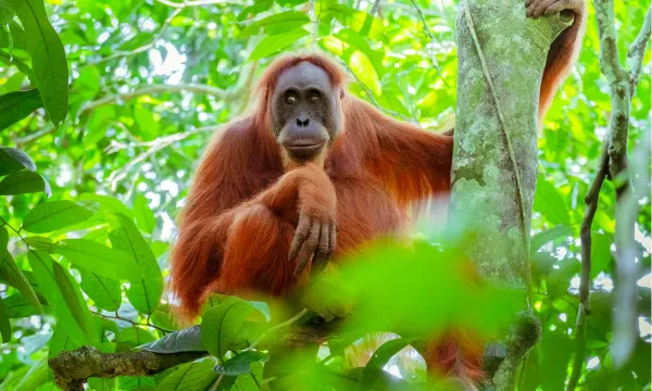 A wild orangutan sitting in lush green rainforest foliage in Borneo, Asia – a highlight of Sassy Luxury Cruises Asia itineraries.