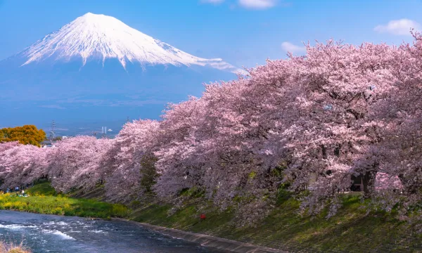 A breathtaking view of cherry blossom trees in full bloom with snow-capped Mount Fuji in the background, symbolizing Japan’s iconic spring beauty – Asia luxury cruise experience.