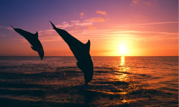 Dolphins leaping in New Zealand’s Bay of Islands -Luxury Sassy Cruises