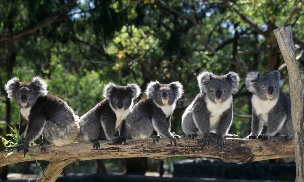 Meet Koalas on a Private Wildlife Tour - Australia Cruises - Luxury Sassy Cruises