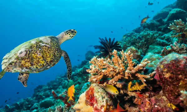 Sea turtle swimming over vibrant coral reefs with tropical fish in the clear blue waters of the Caribbean. Luxury Sassy Cruises