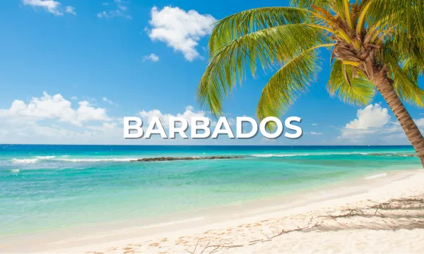 White sand beach with palm tree and turquoise water in Barbados, under bright blue skies