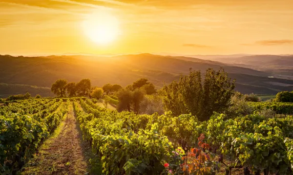 Golden sunset over lush vineyards in the Tuscan hills, capturing the serene beauty of Italy’s wine country.