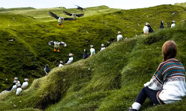 A woman in a Nordic sweater sits on lush green hills surrounded by puffins in the Faroe Islands — a unique wildlife encounter on a Northern Europe cruise.