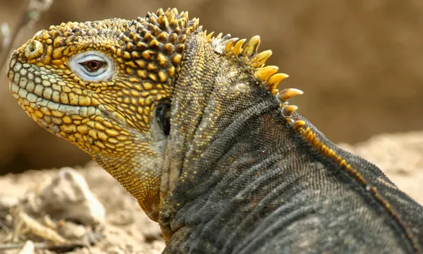 A close-up profile of a yellow-and-black Galápagos land iguana, showing its textured skin and spiny crest against a rocky background.