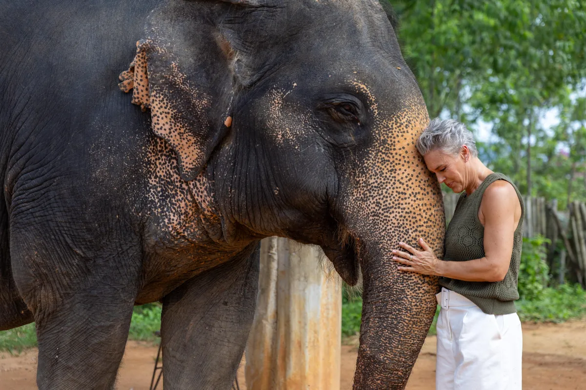 Person connecting with an elephant in a lush nature reserve during a luxury shore excursion.