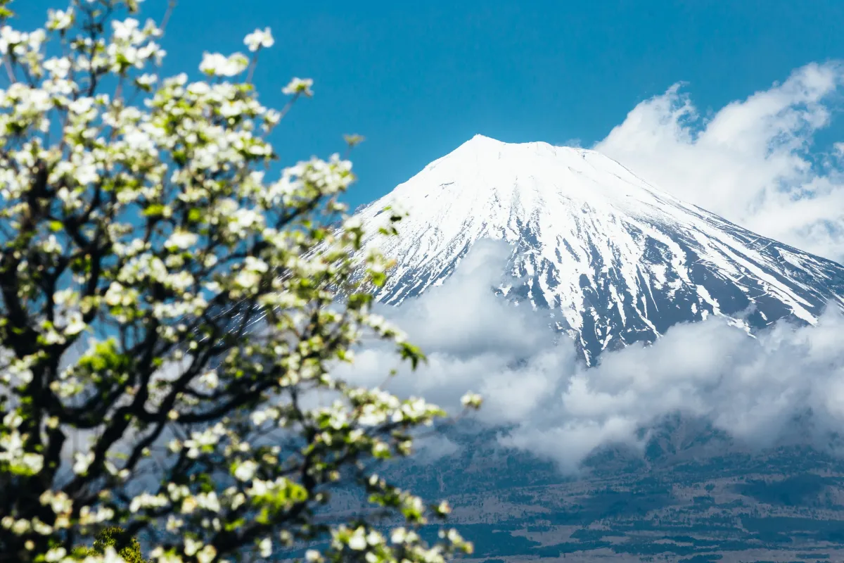 Snow-capped Mount Fuji in Japan framed by blooming white flowers under a clear blue sky.