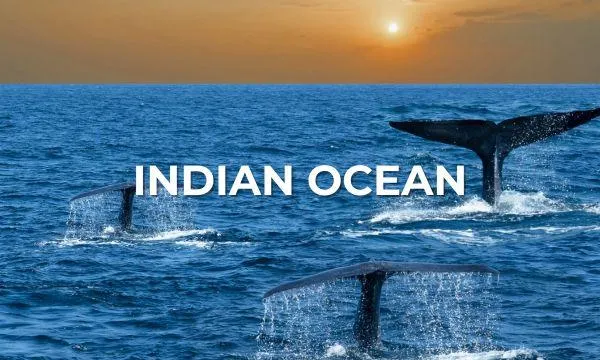 Whale tails diving into the Indian Ocean at sunset, symbolising exotic wildlife and serene adventure on an Azamara cruise.