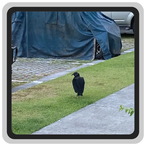 Imagen de un gallinazo rondando un basurero en el residencial.