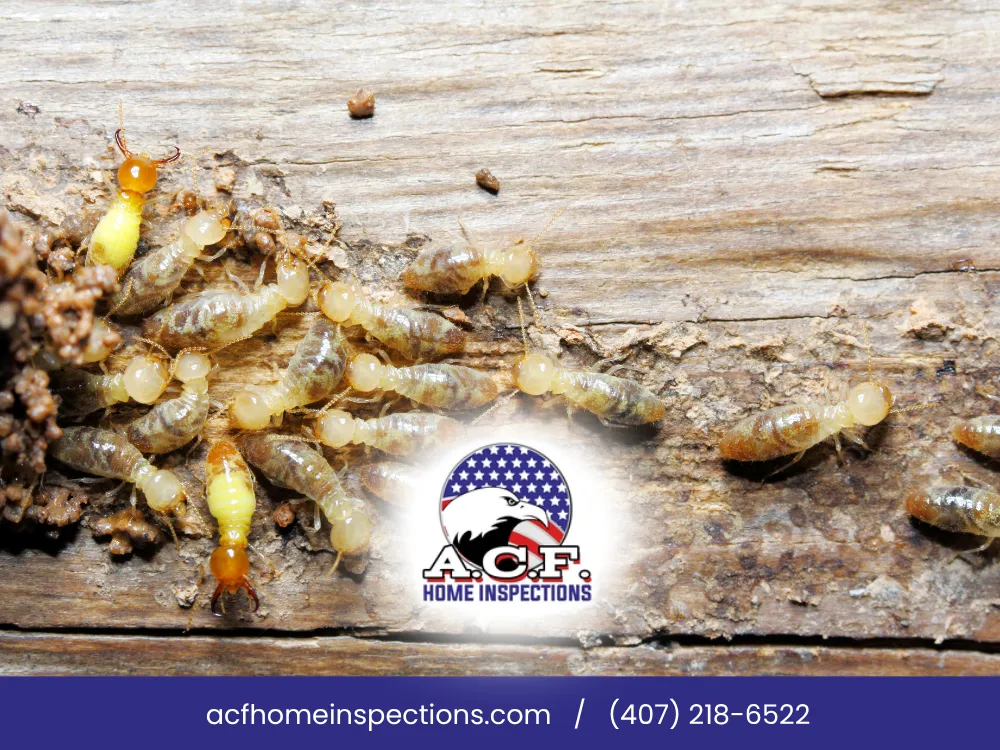 Spring Termite And Moisture Protection In Clermont, FL