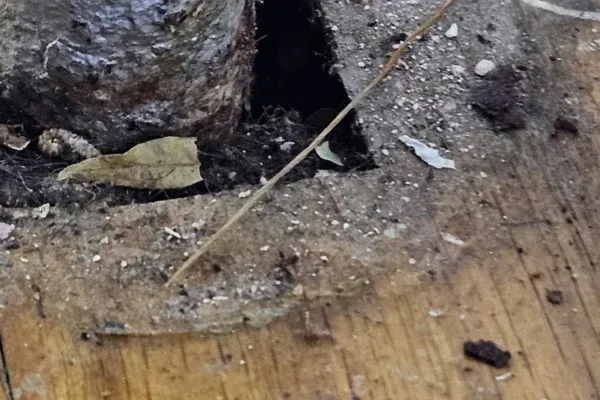Ant Control in Queens, NY