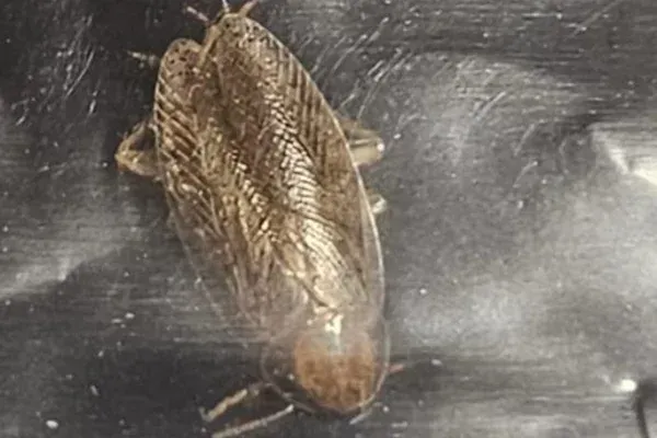 Termite Control in Long Island, NY