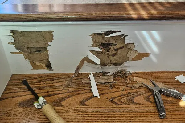 Bed Bug Treatment in Queens, NY