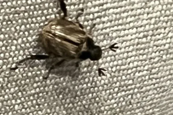 Stinging Insect Control in Long Island, NY
